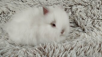 Zakrslý králík, králíček-(TEDDY)-HEIDY - 5