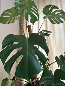 Prodám - Monstera 120 cm - 5