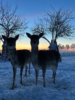 Dančí zvěř, dančata - 5