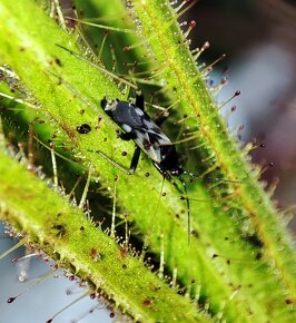 Roridula gorgonias s kolonií klopušek Pameridea roridulae - 5