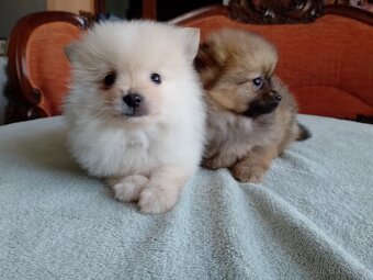 Pomeranian špic - 5