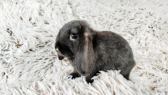 Zakrslý beránek, králíček, králík - PEGGY - 5
