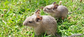 Osmák degu - 5