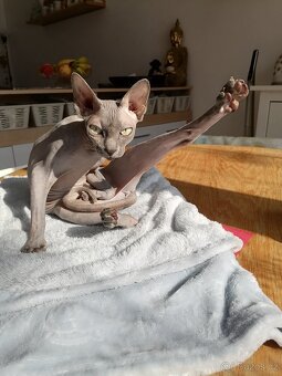 Kanadský sphynx - 5