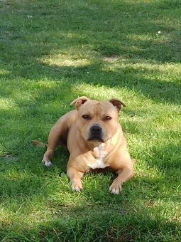 Stafordšírský bulteriér štěňátka s PP - 5