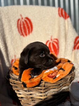 Labradorský retrívr štěňata s PP- hnědá - 5