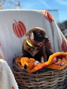 Labradorský retrívr s PP- kluci čokoládová - 5