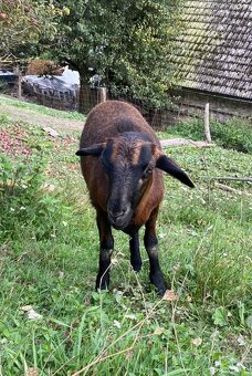 Kamerunska jehnička - 5