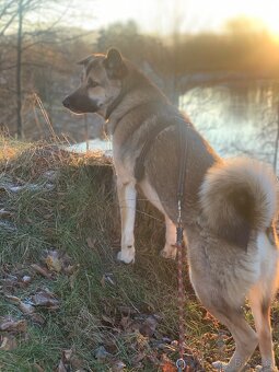 Daruji roční fenku - 5