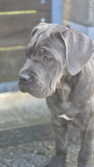 Cane corso s PP - 5