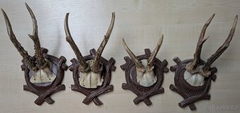 Prodám 20 ks srnčích parohů na vyřezávaných štítkách - 5