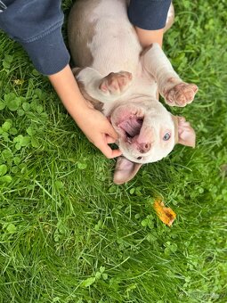 American Bully Classic standard - 5