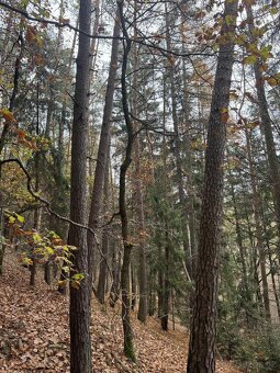 Prodám lesní pozemky v k.ú. Střemeníčko - 5