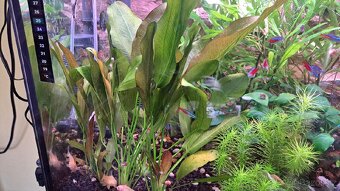 Akvarijní rostliny - 5