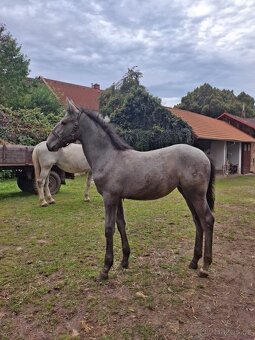 Starokladrubska klisna - 5