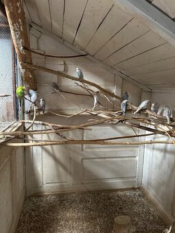 Andulka výstavni - 5