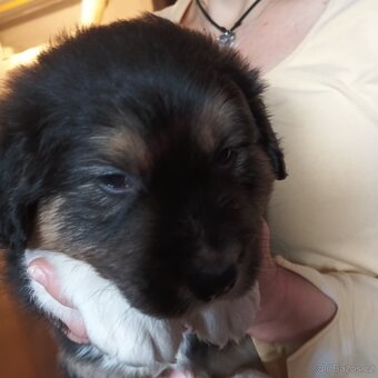 Border kolie bez PP - 5