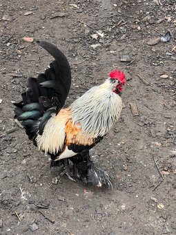 Kříženec araukany a hedvábničky - 5