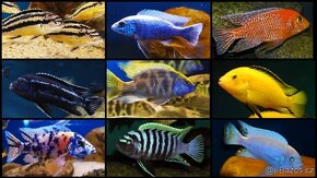 Tlamovci Malawi... Melanochromis auratus - 5