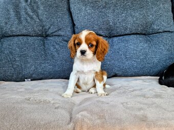 kavalir king charles španěl - 5