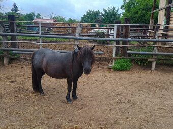 Shetland pony - 5