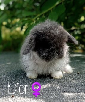 Zakrslý králíček Mini lop - 5