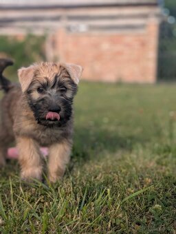 Irish soft coated wheaten terrier - 5