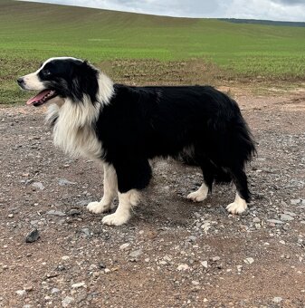 Malý Australský ovčák s PP, blue merle pes do spolumajetku - 5