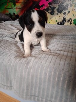 Jack Russell - 5