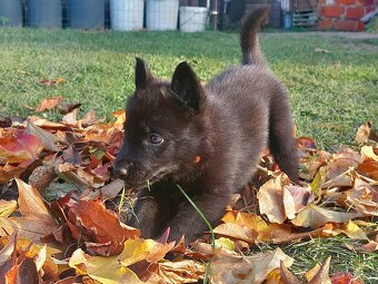 Německy ovčák s PP pracovní spojení -fena, pes - 5