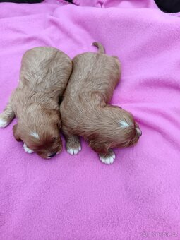 Cavapo, kavapo, cavapoo - 5