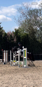 sportovní pony kat.B - 5