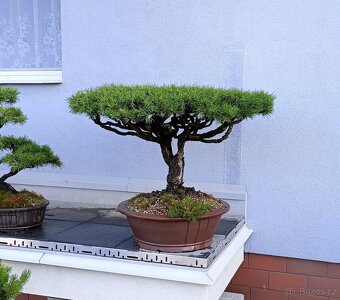 Borovice lesní (Pinus sylvestris) bonsai - 5