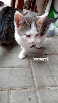 Koťátka - 5