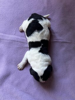 🐾 Štěňátka Landseera s výstavními i pracovními předpoklady - 5