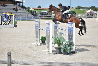 Šampionka na prodej - 5