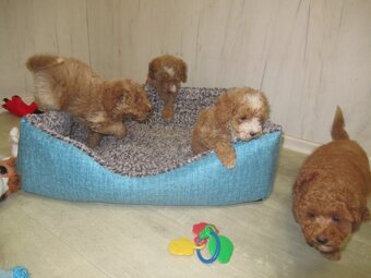 Maltipoo štěňátka - 5