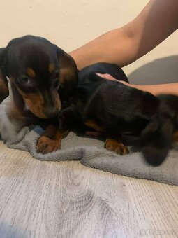 JEZEVČÍK HLADKOSRSTÝ - 5