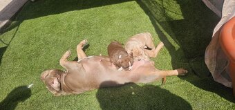 American bully micro/pocket - 5