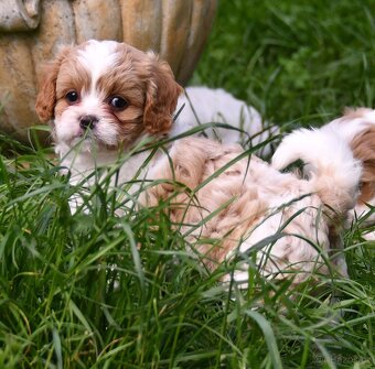 CAVAPOO štěňátka po zdravotně testovaných rodičích - 5