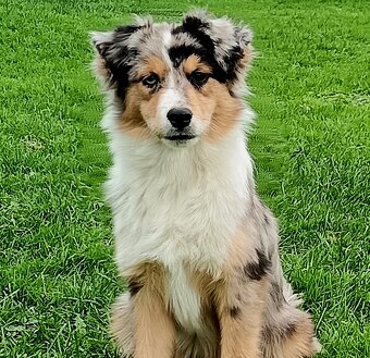 Miniaturní americký ovčák s PP FCI - 5