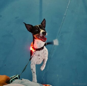 KRYTÍ – JACK RUSSELL TERRIER • OSKAR• ANGLICKÝ PŮVOD 🇬🇧 - 5