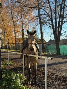 Prodám mladého valacha - 5