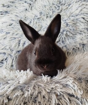 Zakrslý králík - 5