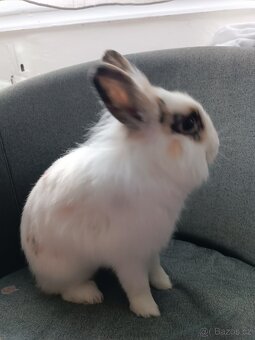Zakrslí králíci s komplet vybavením - 5