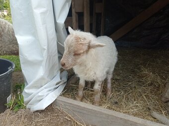 Mini ovečky quessantské beránek a jehnička - 5