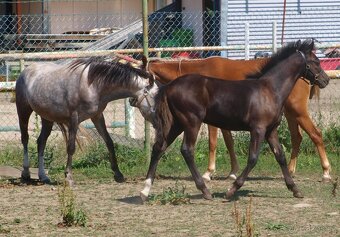 Roční hřebeček Welsh pony sekce B k prodeji - 5