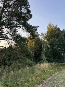 Prodej lesního pozemku v k.ú. Horní Bukovina - 5