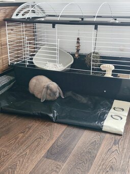 Zakrslý králík beránek - 5