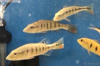 arapaima gigas+mix - 5